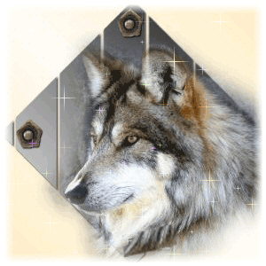 loup scintillant